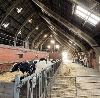 Groninger boerderij met koeien